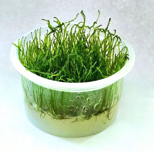 Ζωντανα Φυτα Ενυδρειου Βρυα Spiky Moss Taxiphyllum Sp Epaqvitro 100 Ml Cup