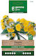 Sonchus Saatgut Gemma Tasche
