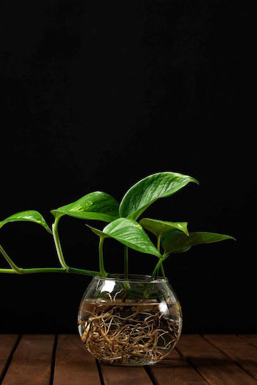 Planta Hidroponică Iedera Diavolului Pentru Interior 12/25cm Sferă Din Sticlă Transparentă 980ml Planta Hidroponică Iedera Diavolului Pentru Interior 12/25cm Sferă Din Sticlă Transparentă 980ml