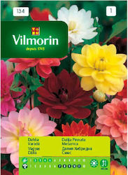 Vilmorin Samen für Dahlien