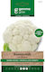 Blumenkohl Spät Weiß Samen Marzatico Fächer Gemma