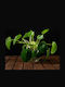 Planta Hidroponică Clearweed De Interior 12/20cm Sferă Din Sticlă Transparentă 480ml