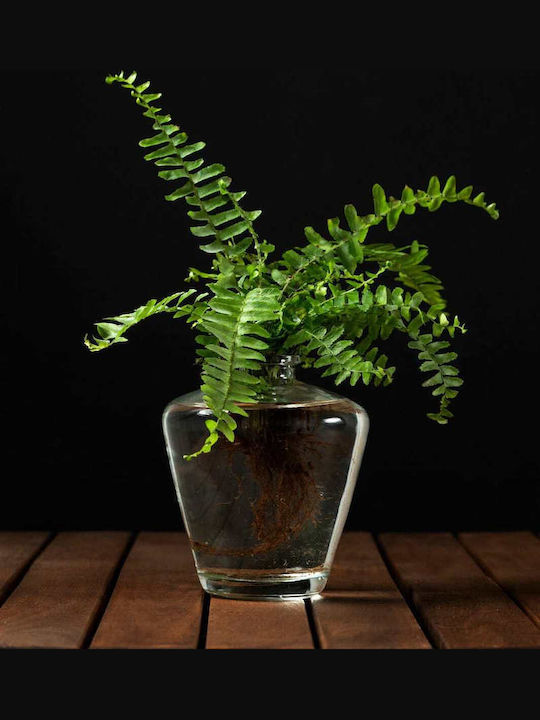 Planta Hidroponică Ferigă Pentru Interior 12/25cm Con Transparent Din Sticlă 480ml