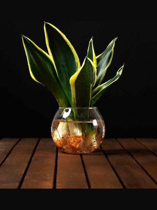 Hydroponische Sansevieria Pflanze Für Innenraum 12/25cm Durchsichtige Glaskugel 480ml