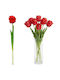 Red Tulip Saska Garden