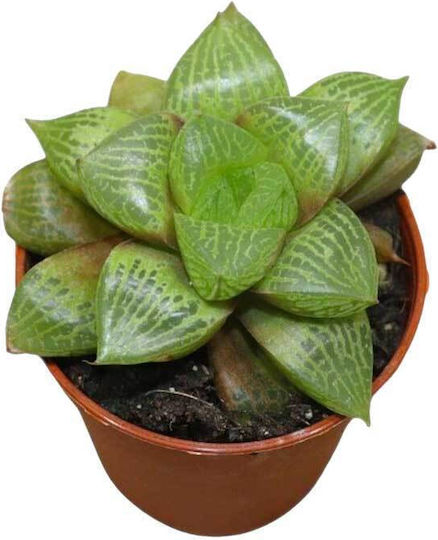 Haworthia Comptoniana 5.5cm Haworthia Comptoniana 5.5cm