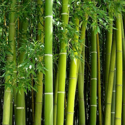 Аромат Bamboo 1 литър