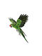 Decorative Parrot Open Wings Green 56x53cm 157.003.0107.09