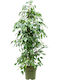 Ficus Benjamin Exotica Xxxl