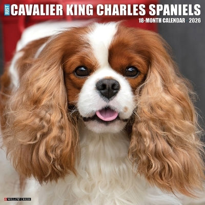 Cavalier King Charles Spaniels 2026 Wandkalender Willow Creek Press Wlcp