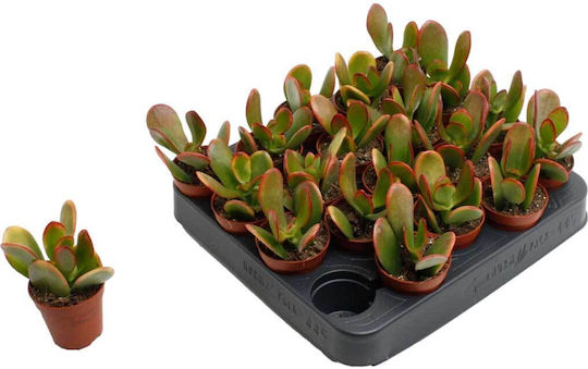 Crassula Ovata Sunset 5.5cm