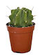Ferocactus Glaucescens 5.5cm