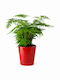 Spinnen Asparagus Roter Ton Asparagus Setaceus 12cm x 25cm