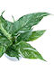 Spathiphyllum Variegata
