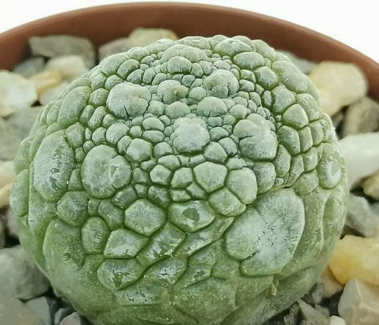 Pseudolithos Migiurtinus
