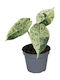 Alocasia Dragon Scale Mint Small