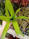 Neoregelia Compacta