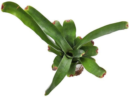 Neoregelia Abendrothae