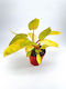 Philodendron Medisa