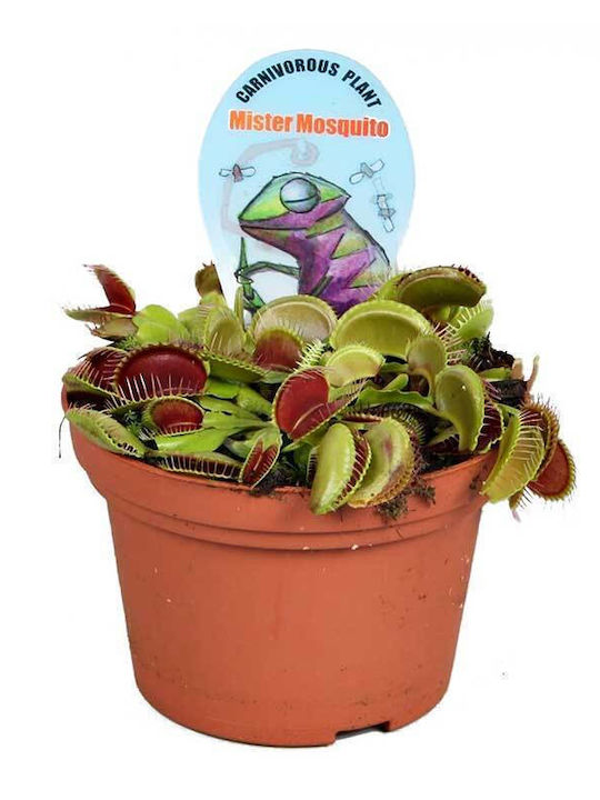 Σαρκοφάγο Φυτό Dionaea Muscipula