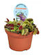 Fleischfresser Pflanze Dionaea Muscipula