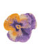 Abyss & Habidecor Πατάκι Μπάνιου Βαμβακερό Pansy 7409-870 Pansy 90x100εκ.