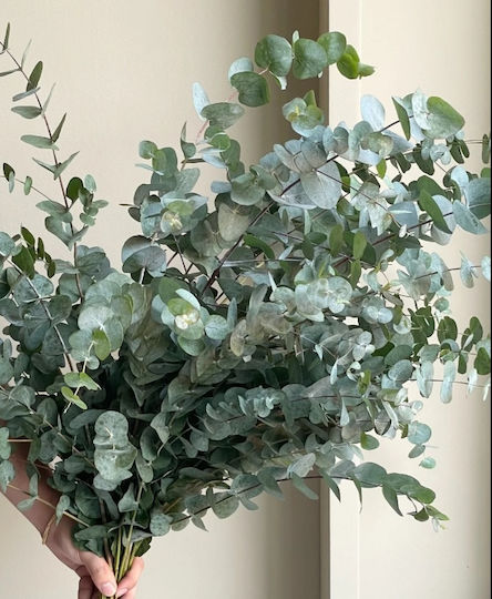 Ευκαλυπτος Εucalyptus Cinerea Ματσακι 10 Τμχ