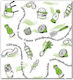 Rice Paper 10kg