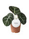 Alocasia Black Velvet