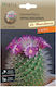 Kaktus Mammillaria Spinosissima