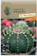 Κάκτος Euphorbia Polygona