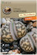 Κάκτος Lithops Dorotheae