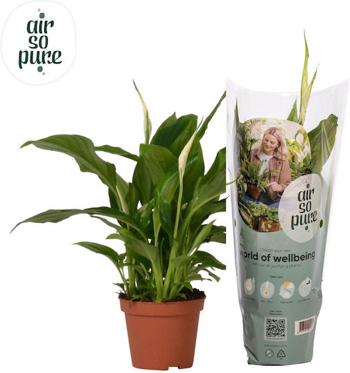 Σπαθίφυλλο Spathiphyllum Sweet Chico Peace Lily 4+