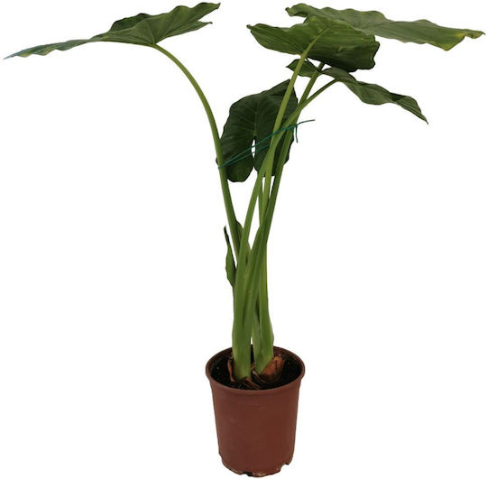 Αλοκασια Alocasia Macrorrhiza Αφτι Του Ελεφαντα Υψος 1 Μ Αλοκασια Alocasia Macrorrhiza Αφτι Του Ελεφαντα Υψος 1 Μ