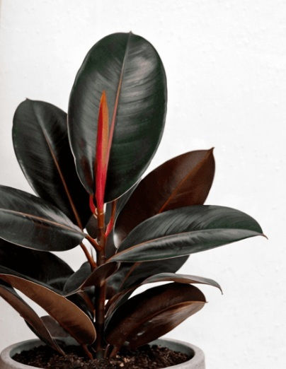 Φικος Μαυρος Ficus Elastica Abidjan