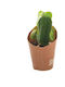 Παχύφυτο Crassula Buddha’s Temple
