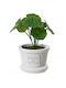 Artificial Plant In A Decorative Pot 8x17cm Green Decorative