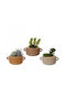 Cactus În Ghiveci Plantă Artificială Decorativă 13x13 Cm