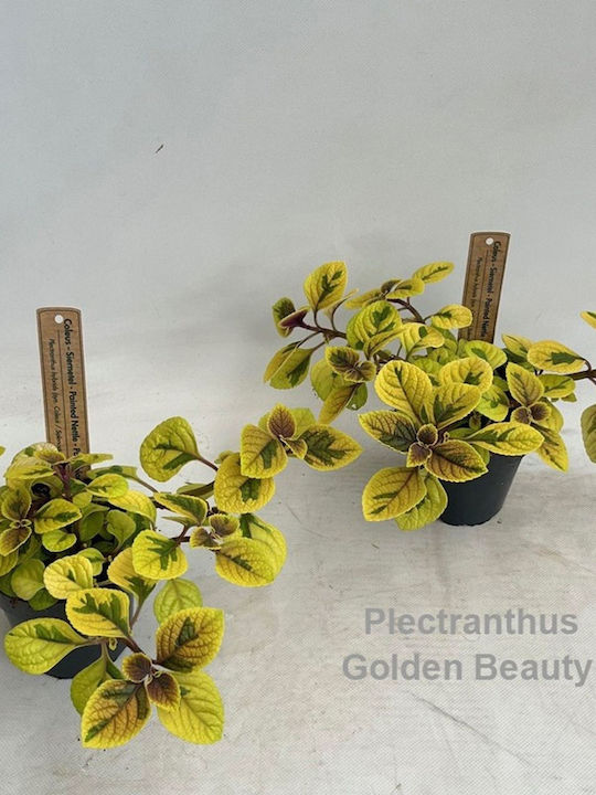 Plectranthus Golden Beauty Variegata Plectranthus Golden Beauty Variegata