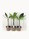 Frangipani Plumeria Hawaiian Ruby Roșie Extra Aromată