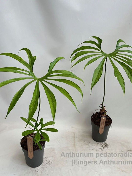 Ανθούριο Anthurium Pedatoradiatum Premium Xxl Ανθούριο Anthurium Pedatoradiatum Premium Xxl