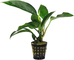 Anubias Barteri Var Congoensis