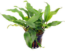 Anubias Barteri Var Glabra