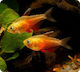 Hyphessobrycon Flammeus M