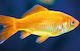 Carassius Auratus Pește Auriu 6-7cm
