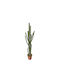 Cactus Supergreens