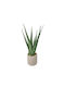 Aloe Supergreens