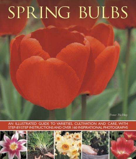 Spring Bulbs - Anness Publishing - Paperback / Softback