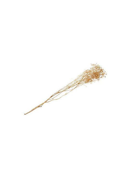 Dried White Plant Beauty Home