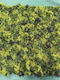 Supergreens Τεχνητή Φυλλωσιά Moss "verde Dorato" Πράσινη 100x100 Εκ